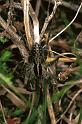 Pardosa_monticola_F1426_Z_79_Mont Aigoual_Frankrijk